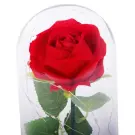 Trandafir Etern cu Iluminare LED - In Cupola de Sticla + Cutie Cadou
