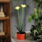 Decorațiune Solară cu Flori Colorate - 10 LED-uri Cald-Albe - Galben - 8 x 8 x 32 cm