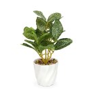 Műnövény dekoráció - fittonia - 20 x 9 cm